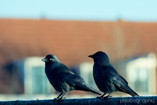 Crow_Nature_birds_animal_Photography_027_Canon_EOS_5D_Mark_IV.JPG