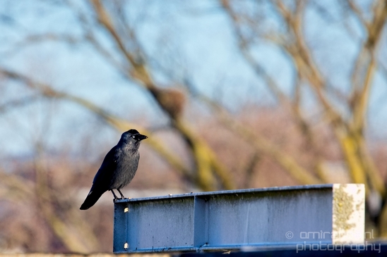 Crow_Nature_birds_animal_Photography_028_Canon_EOS_5D_Mark_IV.JPG