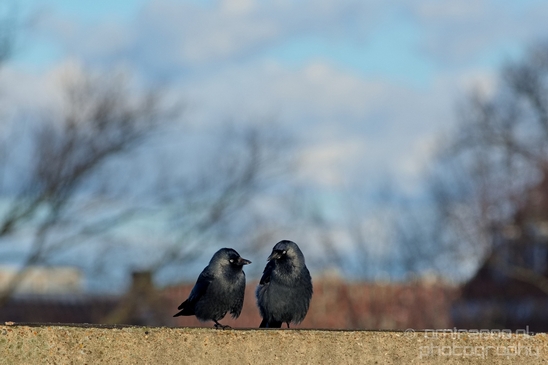 Crow_Nature_birds_animal_Photography_029_Canon_EOS_5D_Mark_IV.JPG