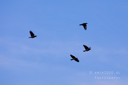Crow_Nature_birds_animal_Photography_033_Canon_EOS_5D_Mark_IV.JPG