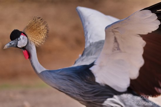 Crowned_Crane_Safari_Israel_Landscape_Photography_001_Canon_EOS_7D.JPG