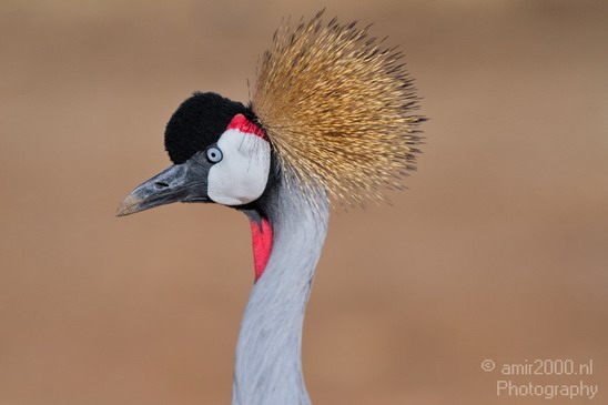 Crowned_Crane_Safari_Israel_Landscape_Photography_002_Canon_EOS_7D.JPG