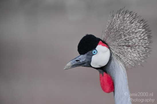 Crowned_Crane_Safari_Israel_Landscape_Photography_003_Canon_EOS_7D.JPG