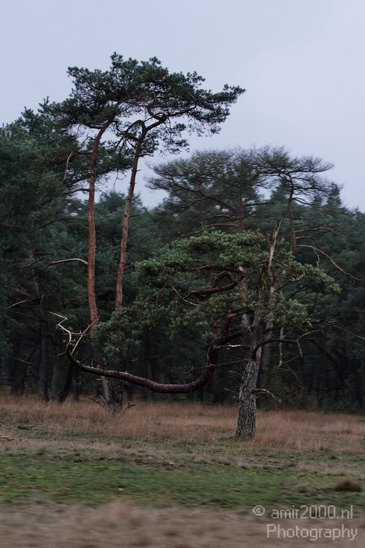 De_Hoge_Veluwe_Autumn_Gelderland_Netherlands_Landscape_Photography_001_Canon_EOS_7D.JPG
