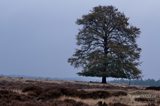 De_Hoge_Veluwe_Autumn_Gelderland_Netherlands_Landscape_Photography_003_Canon_EOS_7D.JPG
