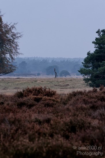 De_Hoge_Veluwe_Autumn_Gelderland_Netherlands_Landscape_Photography_004_Canon_EOS_7D.JPG