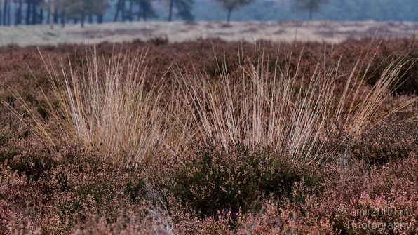 De_Hoge_Veluwe_Autumn_Gelderland_Netherlands_Landscape_Photography_005_Canon_EOS_7D.JPG