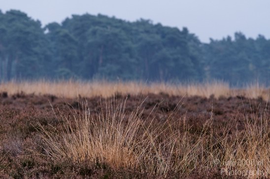 De_Hoge_Veluwe_Autumn_Gelderland_Netherlands_Landscape_Photography_006_Canon_EOS_7D.JPG