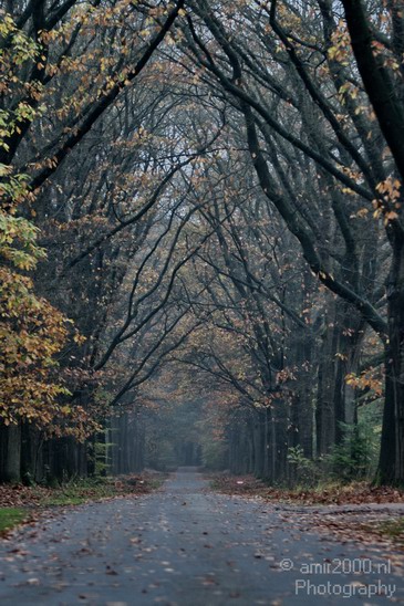 De_Hoge_Veluwe_Autumn_Gelderland_Netherlands_Landscape_Photography_010_Canon_EOS_7D.JPG