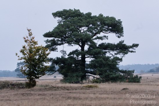De_Hoge_Veluwe_Autumn_Nature_Landscape_Photography_002_Canon_EOS_7D.JPG