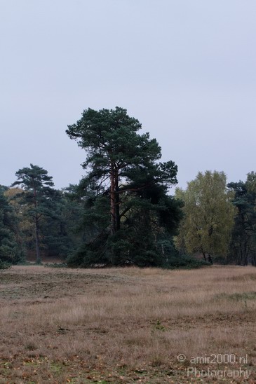 De_Hoge_Veluwe_Autumn_Nature_Landscape_Photography_004_Canon_EOS_7D.JPG
