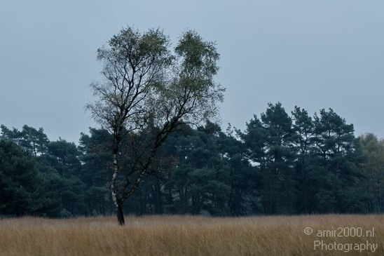 De_Hoge_Veluwe_Autumn_Nature_Landscape_Photography_012_Canon_EOS_7D.JPG