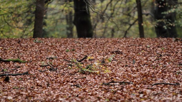 De_Hoge_Veluwe_Autumn_Nature_Landscape_Photography_018_Canon_EOS_7D.JPG