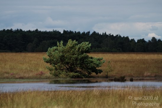 De_Hoge_Veluwe_Gelderland_Netherlands_Landscape_Photography_003_Canon_EOS_7D.JPG