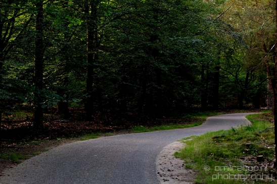 De_Hoge_Veluwe_National_Park_Gelderland_Nederland_Dutch_nature_landscape_Netherlands_Photography_005_Canon_EOS_5D_Mark_IV.JPG