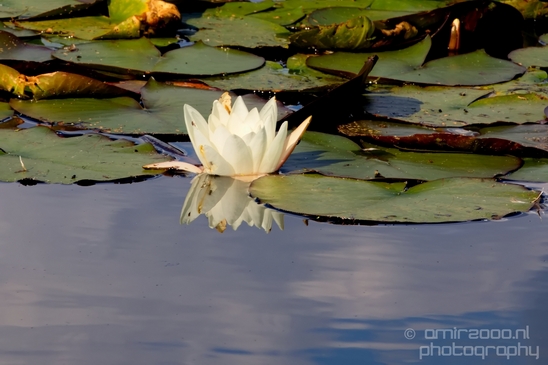 De_Hoge_Veluwe_National_Park_Gelderland_Nederland_Dutch_nature_landscape_Netherlands_Photography_007_Canon_EOS_5D_Mark_IV.JPG