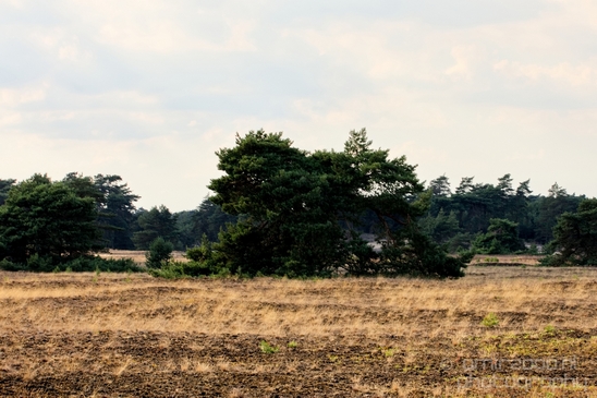 De_Hoge_Veluwe_National_Park_Gelderland_Nederland_Dutch_nature_landscape_Netherlands_Photography_009_Canon_EOS_5D_Mark_IV.JPG