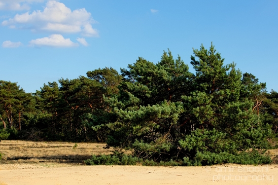 De_Hoge_Veluwe_National_Park_Gelderland_Nederland_Dutch_nature_landscape_Netherlands_Photography_010_Canon_EOS_5D_Mark_IV.JPG