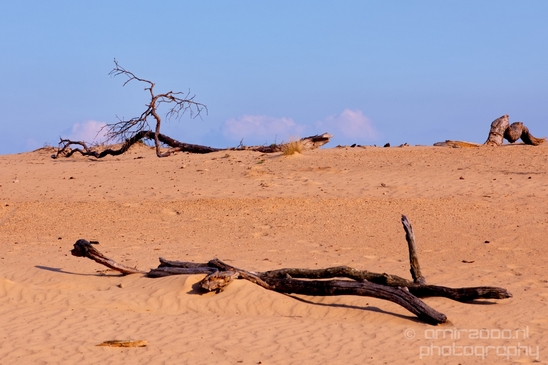 De_Hoge_Veluwe_National_Park_Gelderland_Nederland_Dutch_nature_landscape_Netherlands_Photography_011_Canon_EOS_5D_Mark_IV.JPG