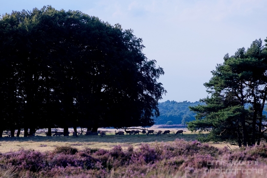 De_Hoge_Veluwe_National_Park_Gelderland_Nederland_Dutch_nature_landscape_Netherlands_Photography_012_Canon_EOS_5D_Mark_IV.JPG