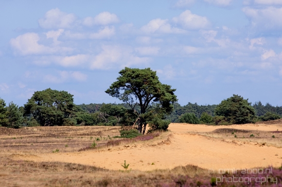 De_Hoge_Veluwe_National_Park_Gelderland_Nederland_Dutch_nature_landscape_Photography_001_Canon_EOS_5D_Mark_IV.JPG