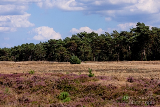 De_Hoge_Veluwe_National_Park_Gelderland_Nederland_Dutch_nature_landscape_Photography_002_Canon_EOS_5D_Mark_IV.JPG