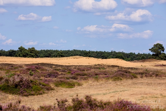 De_Hoge_Veluwe_National_Park_Gelderland_Nederland_Dutch_nature_landscape_Photography_003_Canon_EOS_5D_Mark_IV.JPG