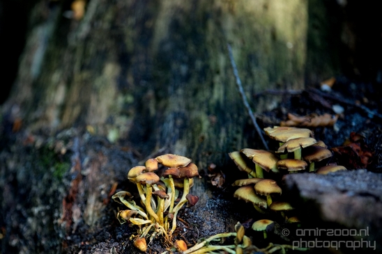 De_Hoge_Veluwe_National_Park_Gelderland_Nederland_Dutch_nature_landscape_Photography_006_Canon_EOS_5D_Mark_IV.JPG
