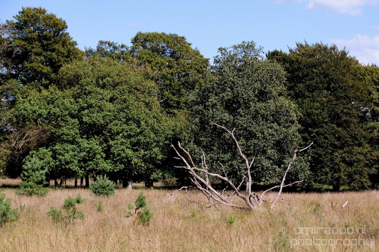 De_Hoge_Veluwe_National_Park_Gelderland_Nederland_Dutch_nature_landscape_Photography_008_Canon_EOS_5D_Mark_IV.JPG