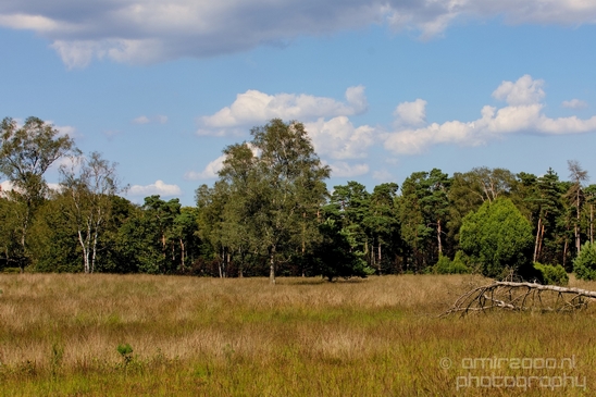 De_Hoge_Veluwe_National_Park_Gelderland_Nederland_Dutch_nature_landscape_Photography_009_Canon_EOS_5D_Mark_IV.JPG