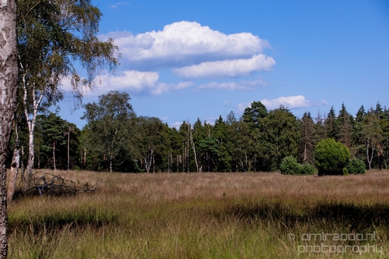De_Hoge_Veluwe_National_Park_Gelderland_Nederland_Dutch_nature_landscape_Photography_010_Canon_EOS_5D_Mark_IV.JPG