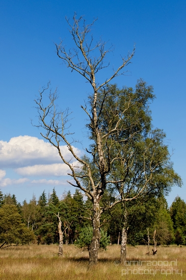 De_Hoge_Veluwe_National_Park_Gelderland_Nederland_Dutch_nature_landscape_Photography_011_Canon_EOS_5D_Mark_IV.JPG