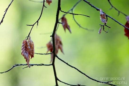 De_Hoge_Veluwe_National_Park_Gelderland_Nederland_Dutch_nature_landscape_Photography_017_Canon_EOS_5D_Mark_IV.JPG