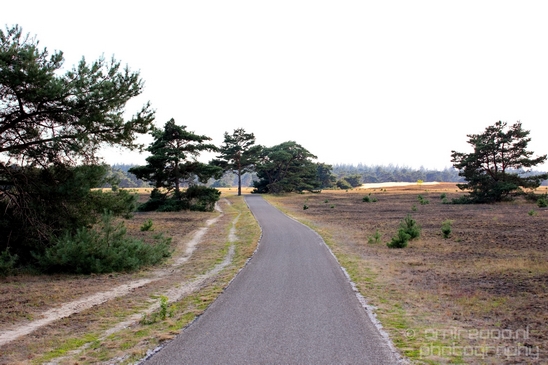 De_Hoge_Veluwe_National_Park_Gelderland_Nederland_Dutch_nature_landscape_Photography_029_Canon_EOS_5D_Mark_IV.JPG