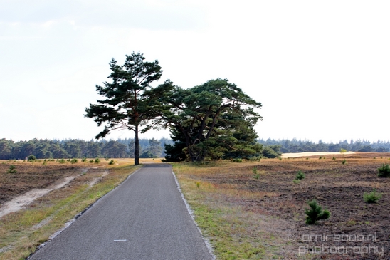 De_Hoge_Veluwe_National_Park_Gelderland_Nederland_Dutch_nature_landscape_Photography_030_Canon_EOS_5D_Mark_IV.JPG