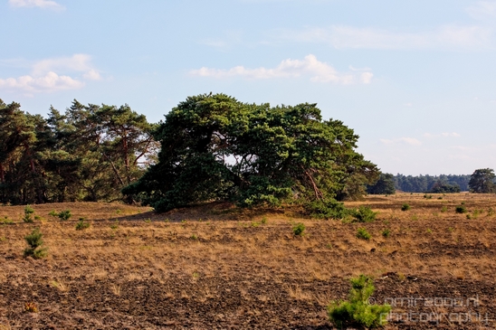 De_Hoge_Veluwe_National_Park_Gelderland_Nederland_Dutch_nature_landscape_Photography_031_Canon_EOS_5D_Mark_IV.JPG