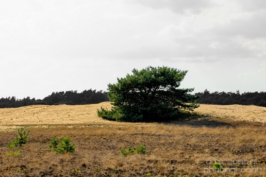 De_Hoge_Veluwe_National_Park_Gelderland_Nederland_Dutch_nature_landscape_Photography_032_Canon_EOS_5D_Mark_IV.JPG