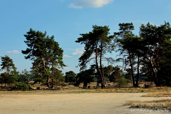 De_Hoge_Veluwe_National_Park_Gelderland_Nederland_Dutch_nature_landscape_Photography_033_Canon_EOS_5D_Mark_IV.JPG