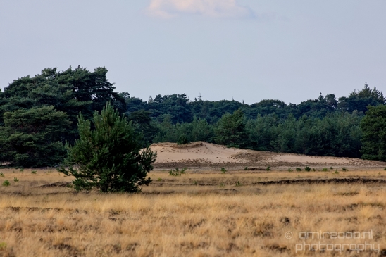 De_Hoge_Veluwe_National_Park_Gelderland_Nederland_Dutch_nature_landscape_Photography_035_Canon_EOS_5D_Mark_IV.JPG