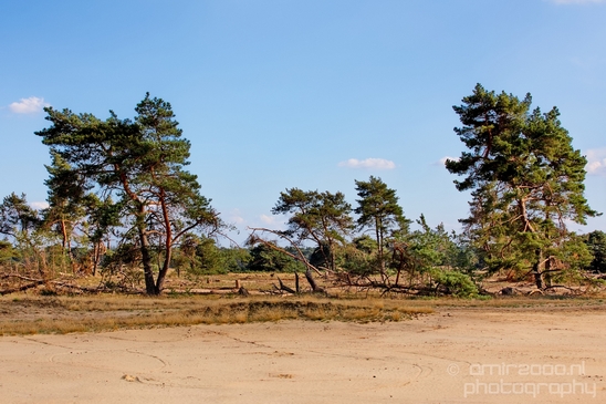 De_Hoge_Veluwe_National_Park_Gelderland_Nederland_Dutch_nature_landscape_Photography_036_Canon_EOS_5D_Mark_IV.JPG