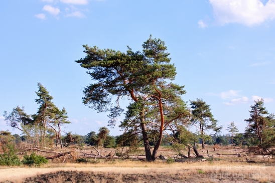 De_Hoge_Veluwe_National_Park_Gelderland_Nederland_Dutch_nature_landscape_Photography_037_Canon_EOS_5D_Mark_IV.JPG