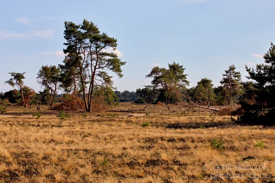 De_Hoge_Veluwe_National_Park_Gelderland_Nederland_Dutch_nature_landscape_Photography_038_Canon_EOS_5D_Mark_IV.JPG