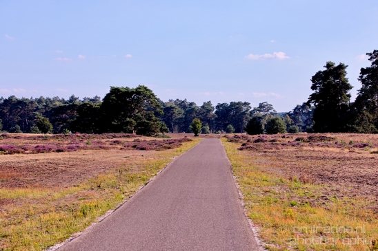 De_Hoge_Veluwe_National_Park_Gelderland_Nederland_Dutch_nature_landscape_Photography_039_Canon_EOS_5D_Mark_IV.JPG