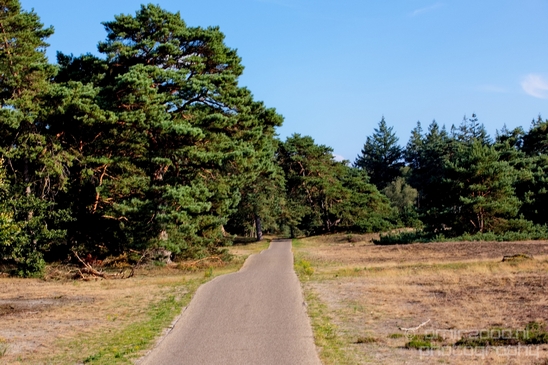 De_Hoge_Veluwe_National_Park_Gelderland_Nederland_Dutch_nature_landscape_Photography_040_Canon_EOS_5D_Mark_IV.JPG