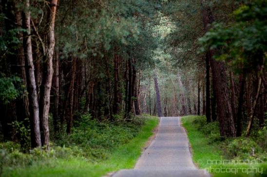 De_Hoge_Veluwe_National_Park_Gelderland_Nederland_Dutch_nature_landscape_Photography_043_Canon_EOS_5D_Mark_IV.JPG