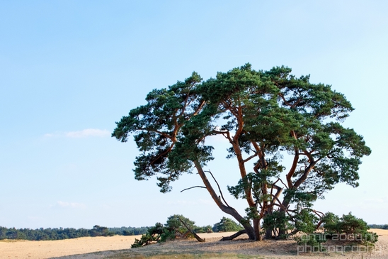 De_Hoge_Veluwe_National_Park_Gelderland_Nederland_Dutch_nature_landscape_Photography_044_Canon_EOS_5D_Mark_IV.JPG