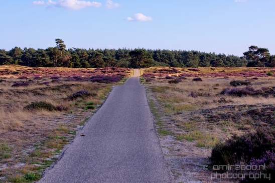 De_Hoge_Veluwe_National_Park_Gelderland_Nederland_Dutch_nature_landscape_Photography_046_Canon_EOS_5D_Mark_IV.JPG
