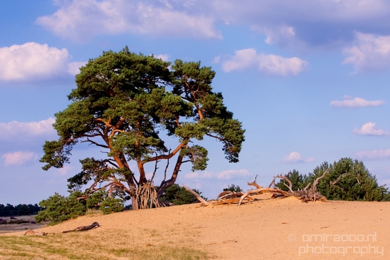 De_Hoge_Veluwe_National_Park_Gelderland_Nederland_Dutch_nature_landscape_Photography_047_Canon_EOS_5D_Mark_IV.JPG