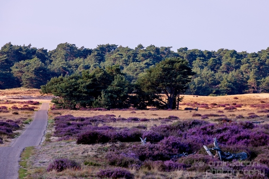 De_Hoge_Veluwe_National_Park_Gelderland_Nederland_Dutch_nature_landscape_Photography_049_Canon_EOS_5D_Mark_IV.JPG