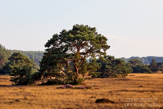 De_Hoge_Veluwe_National_Park_Gelderland_Nederland_Dutch_nature_landscape_Photography_050_Canon_EOS_5D_Mark_IV.JPG